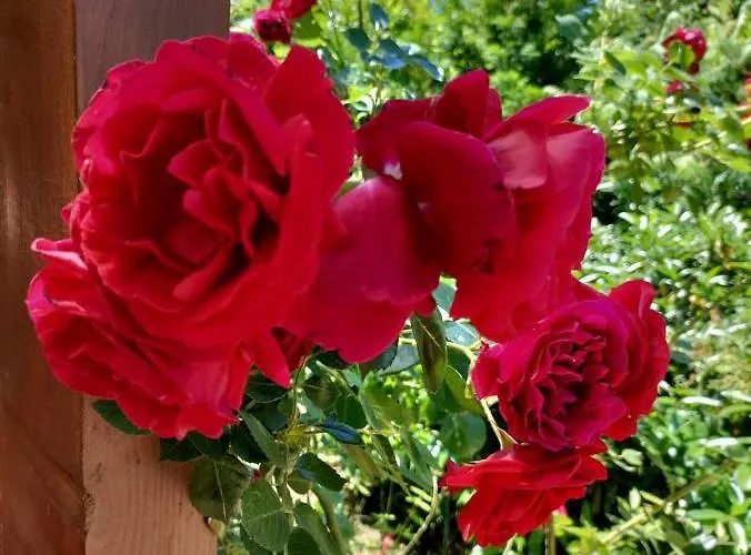 Casa de Férias Szalakota Haz *